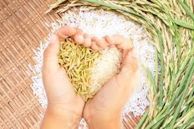 سلامتی و خرید برنج