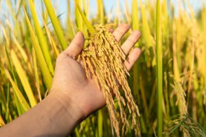 راهنمای خرید برنج